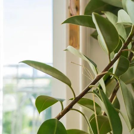 Aurelia -spacious With Ac And Panoramic Danube Views Lejlighed